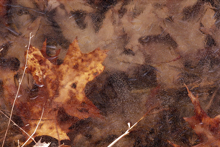 Oak leaf in Ice Photograph by Brian Green