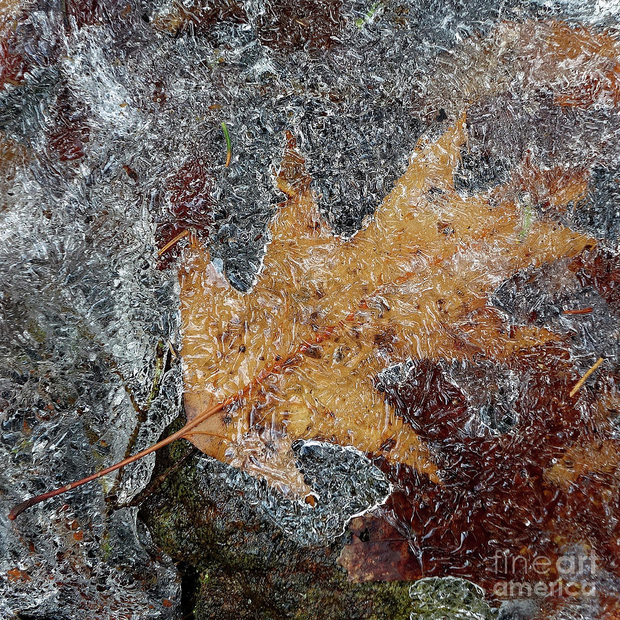 Oak leaf in melting ice Photograph by Kevin Shields Oak leaf in melting ice Photograph by Kevin Shields