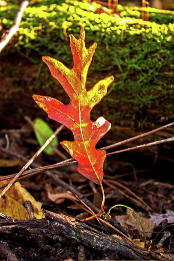 Oak Leaf Photograph by Ira Marcus