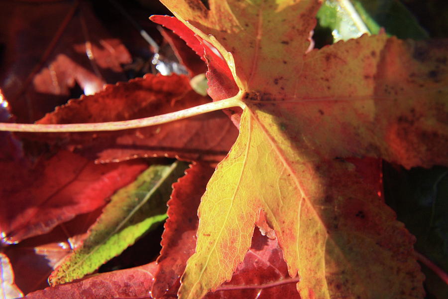 Fall Photograph - Oak Leaf by John McManus