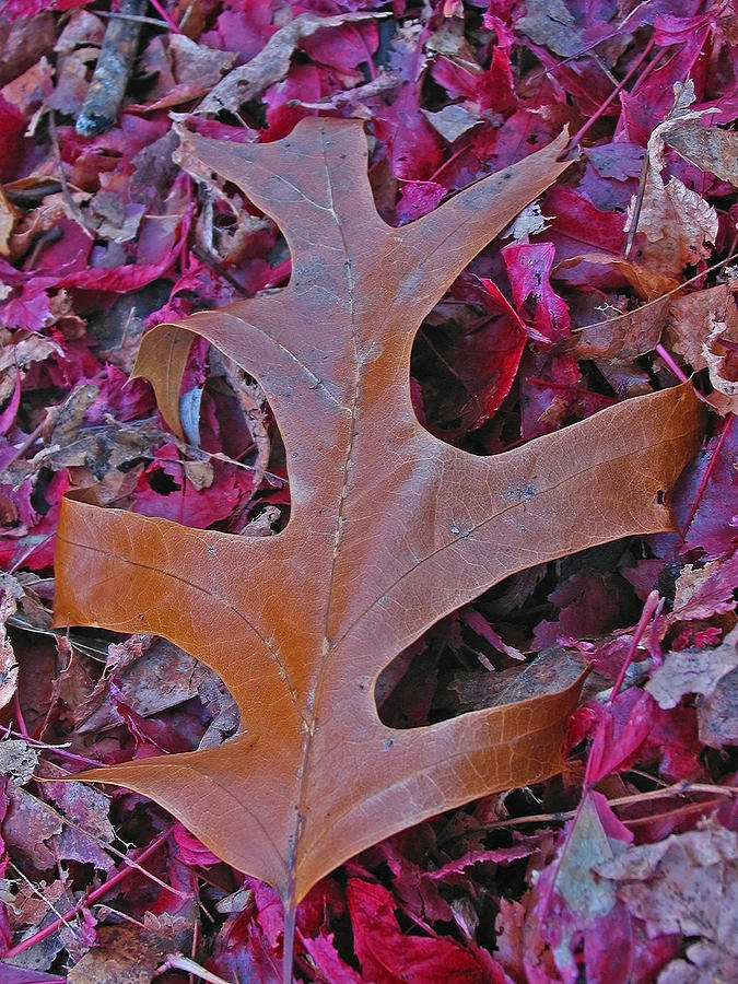 Oak Leaf Photograph by Juergen Roth