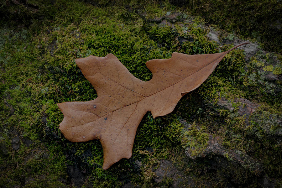 Oak Leaf Moss Photograph by Ray Congrove