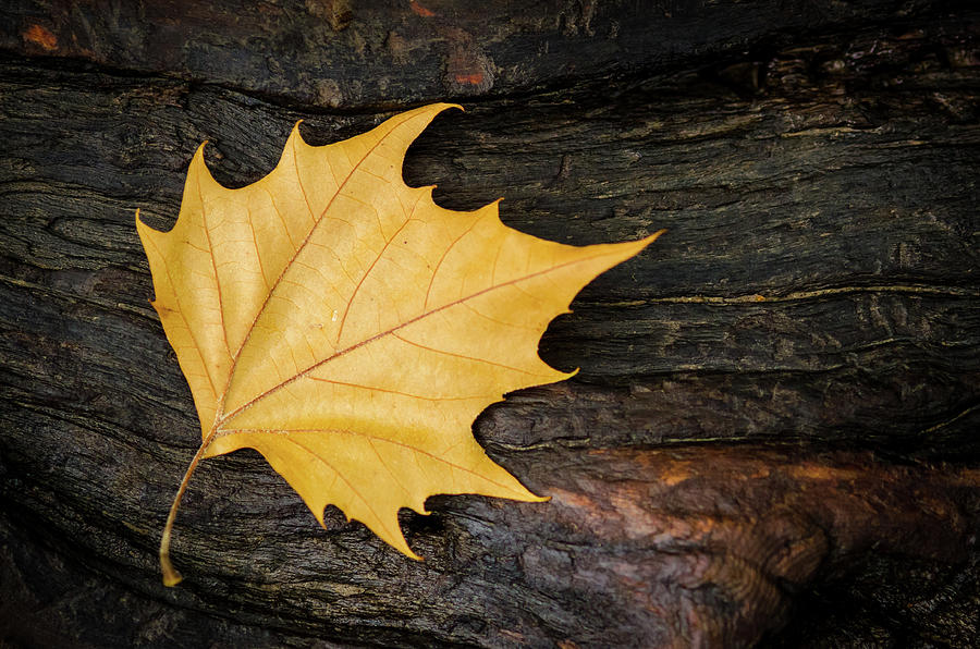 Oak Leaf on Log Photograph by Jeff Phillippi