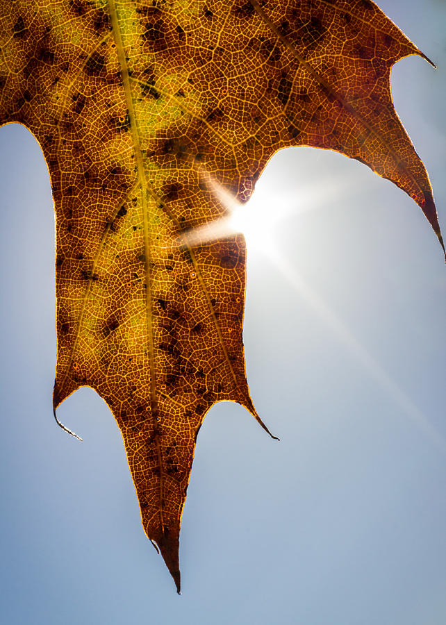 Oak Leaf Photograph by Penny Meyers