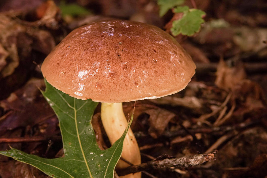 Oak Leaf Provides Contrast to Mushroom Photograph by Douglas Barnett