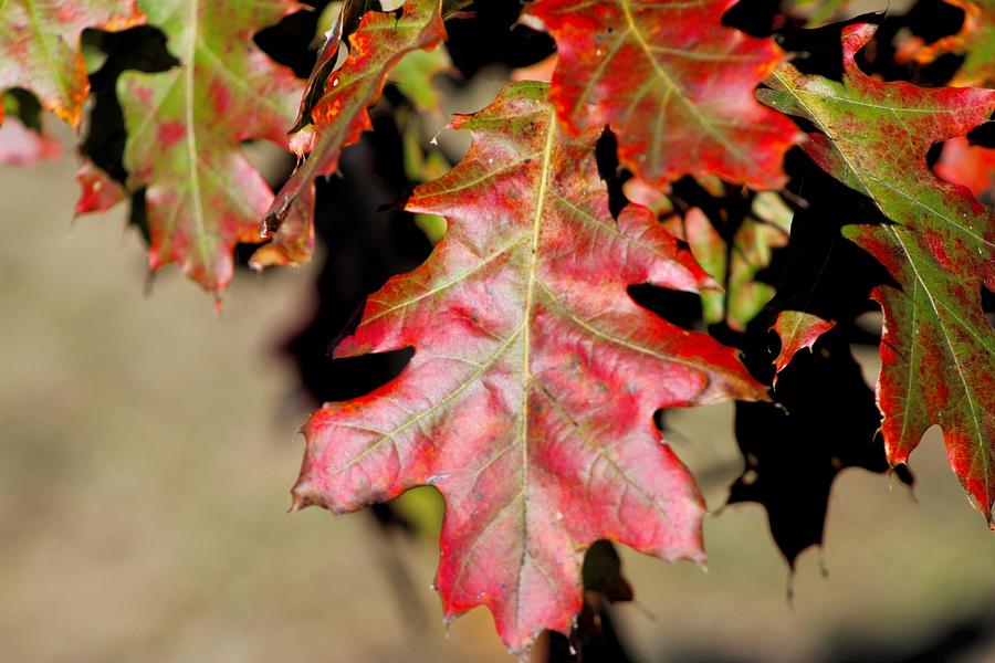 Oak Leaf Photograph