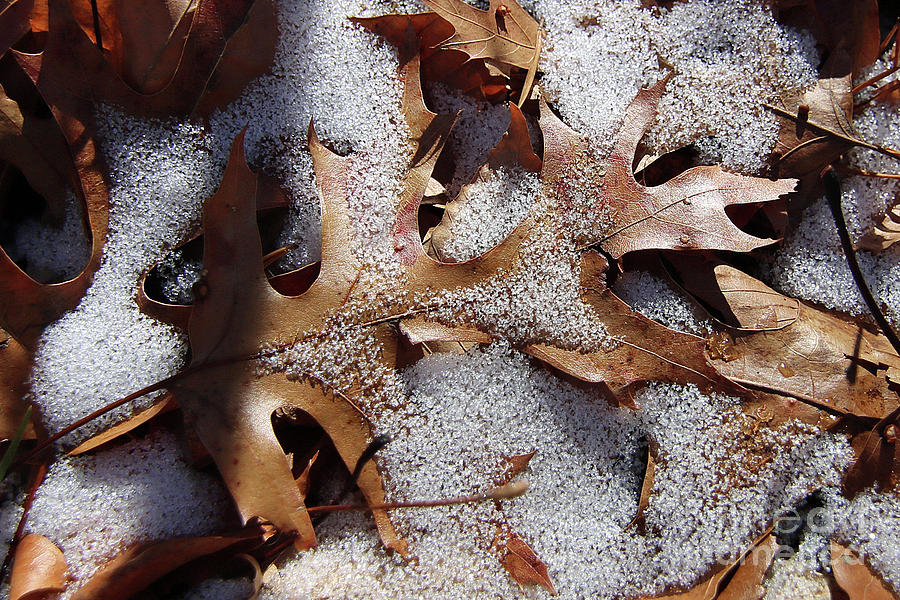 Oak Leaf Snow 2890 Photograph by Captain Debbie Ritter