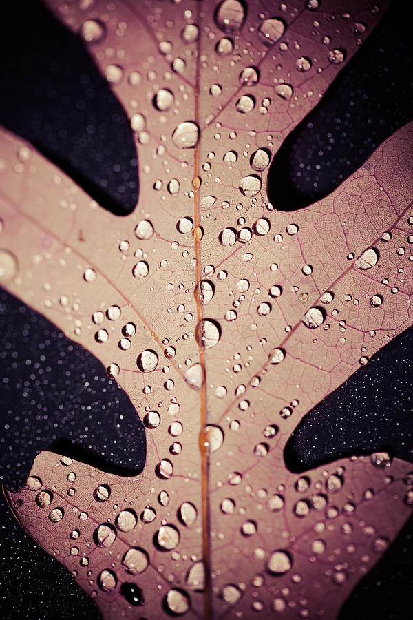 Oak Leave Water Droplets Photograph by Erin Cadigan