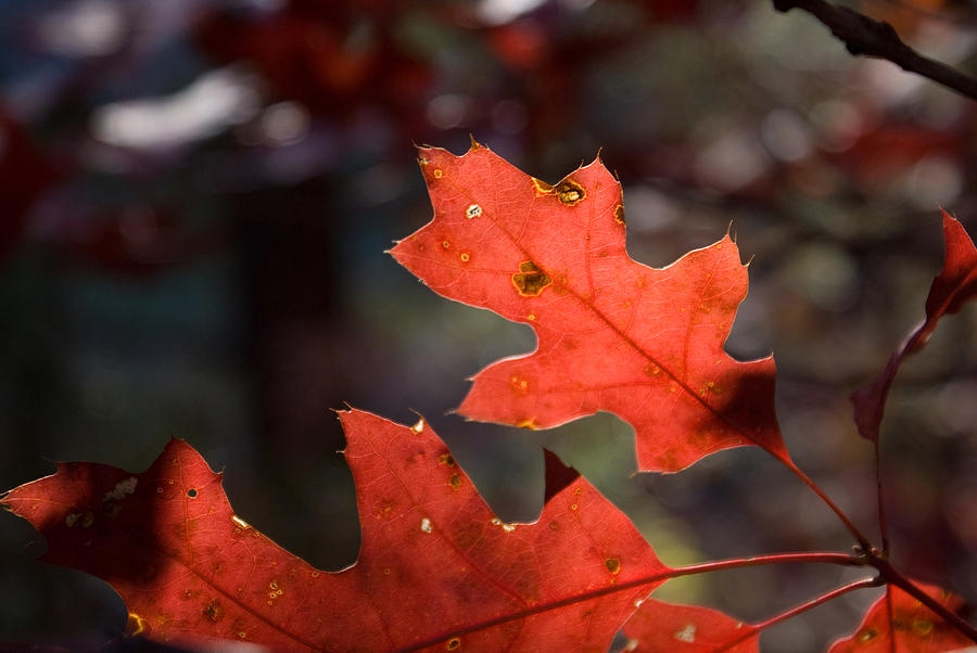 Oak Photograph - Oak Leaves Aglow by Douglas Barnett