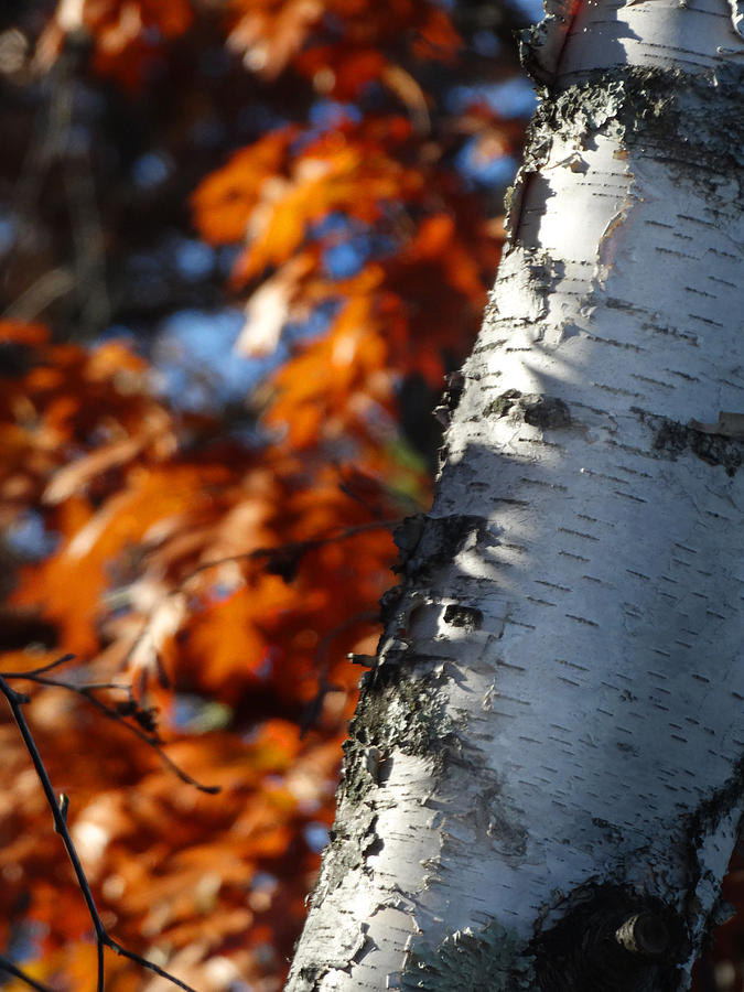 Oak Leaves and Birch Bark Photograph by David T Wilkinson