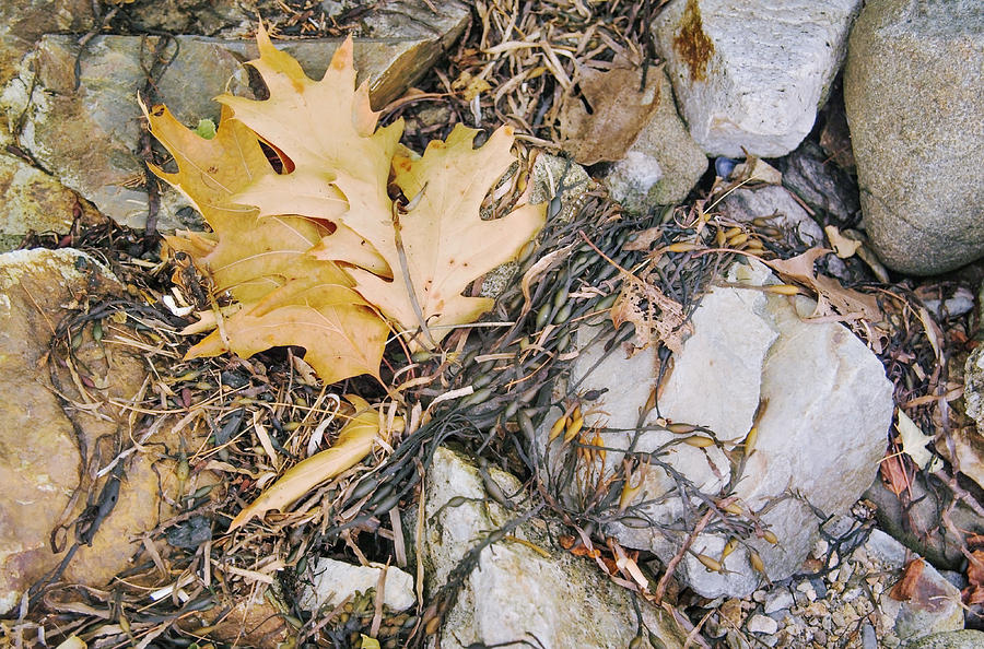 Oak Leaves and Flotsam Photo Photograph by Peter J Sucy