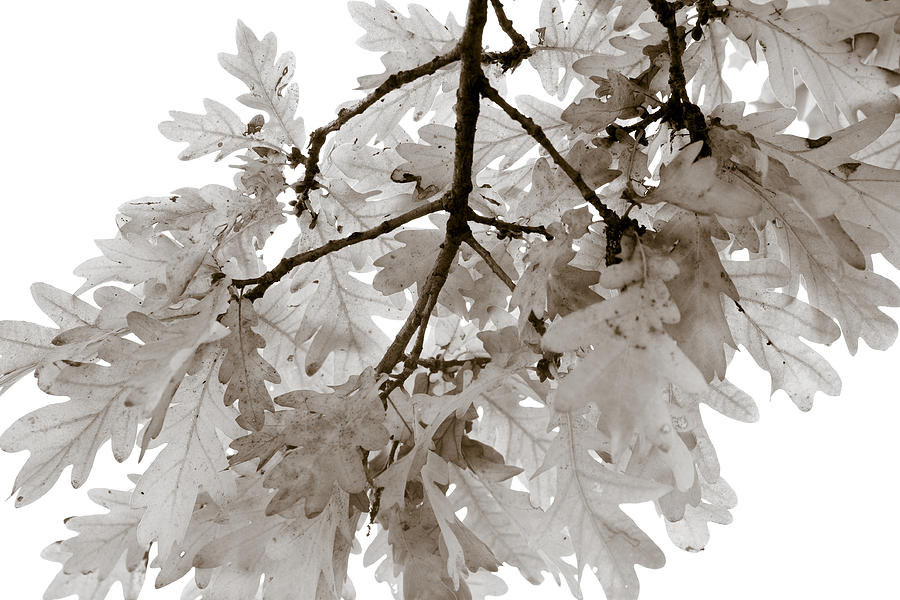 Tree Photograph - Oak Leaves by Frank Tschakert