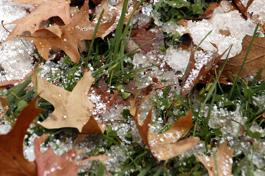 Oak Leaves Grass and Snow Photograph by Valerie Collins