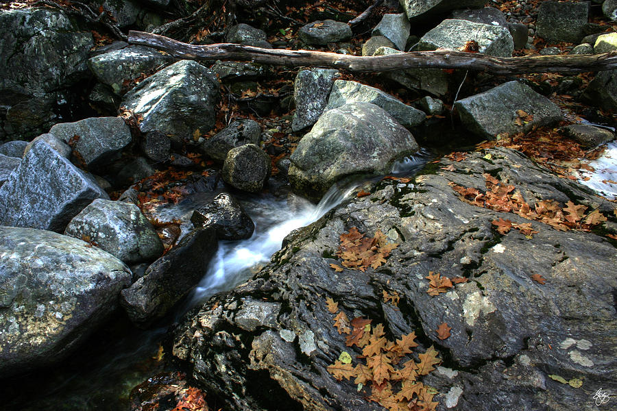 Oak Leaves in a Stream Bed Photograph by Wayne King