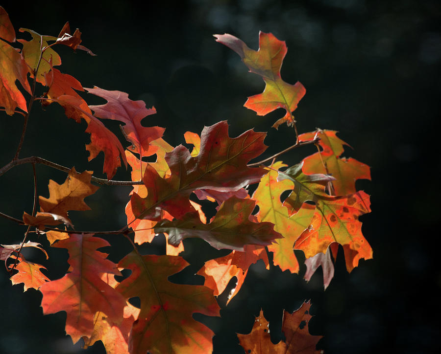 Oak Leaves in sunlight Photograph by Lea Rhea Photography