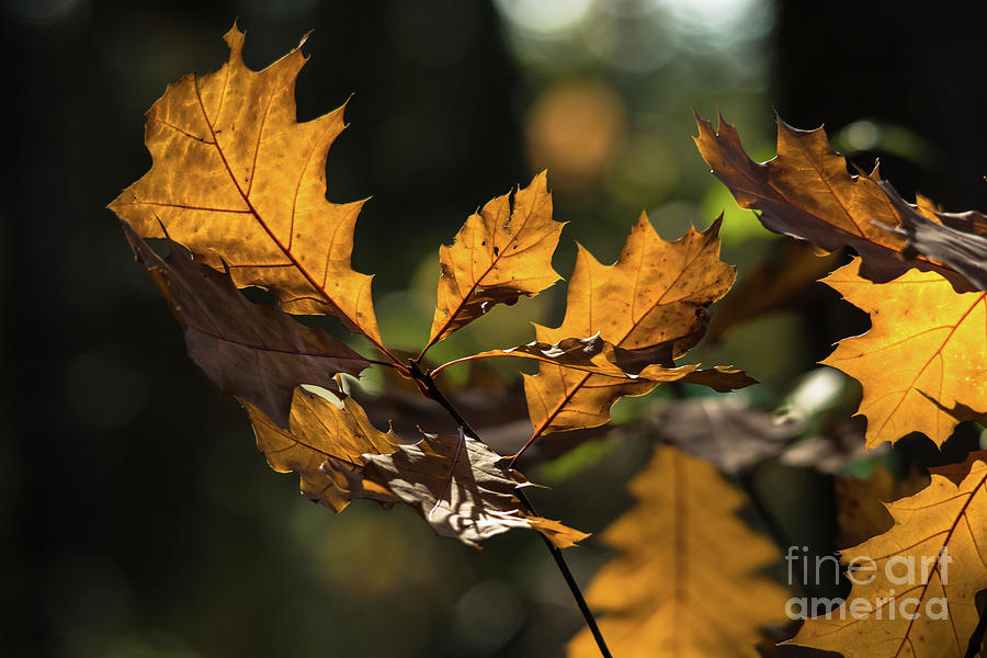 Oak Leaves in the wind Photograph by Cheryl Baxter