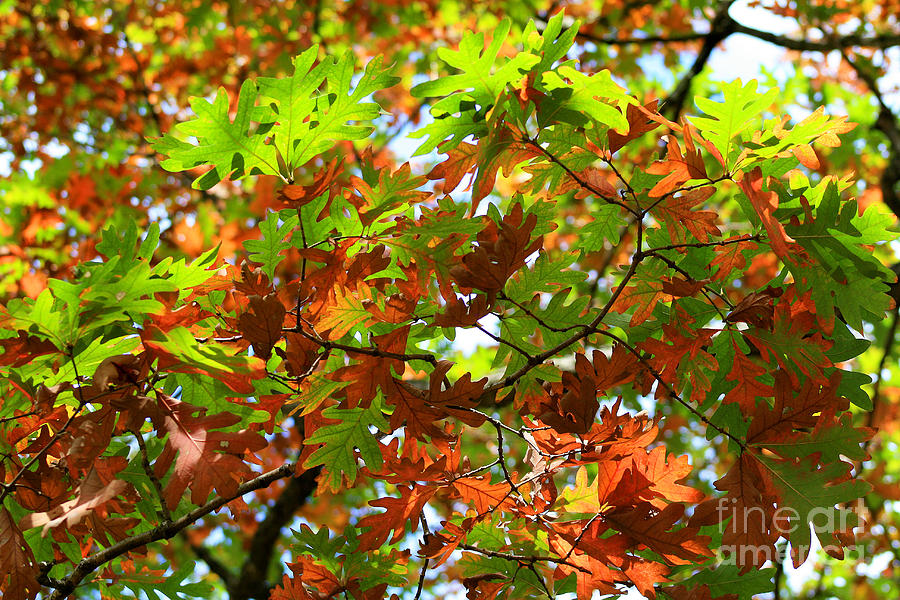 Oak Leaves Photograph by Karen Adams