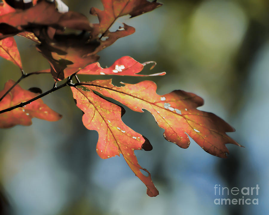 Oak Leaves Photograph by Kerri Farley