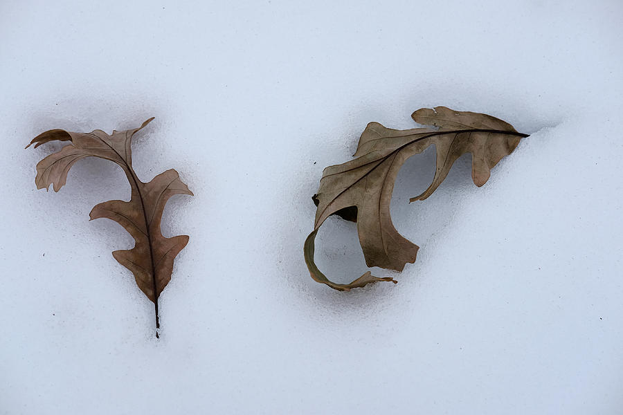 Oak Leaves Photograph by Monte Stevens