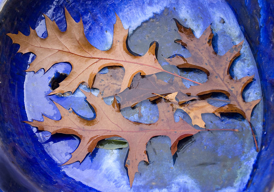 Oak Leaves on Blue Photograph by Barbara  White