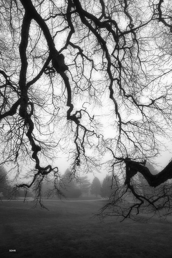 Oak Limbs in Fog Photograph by Dana Sohr