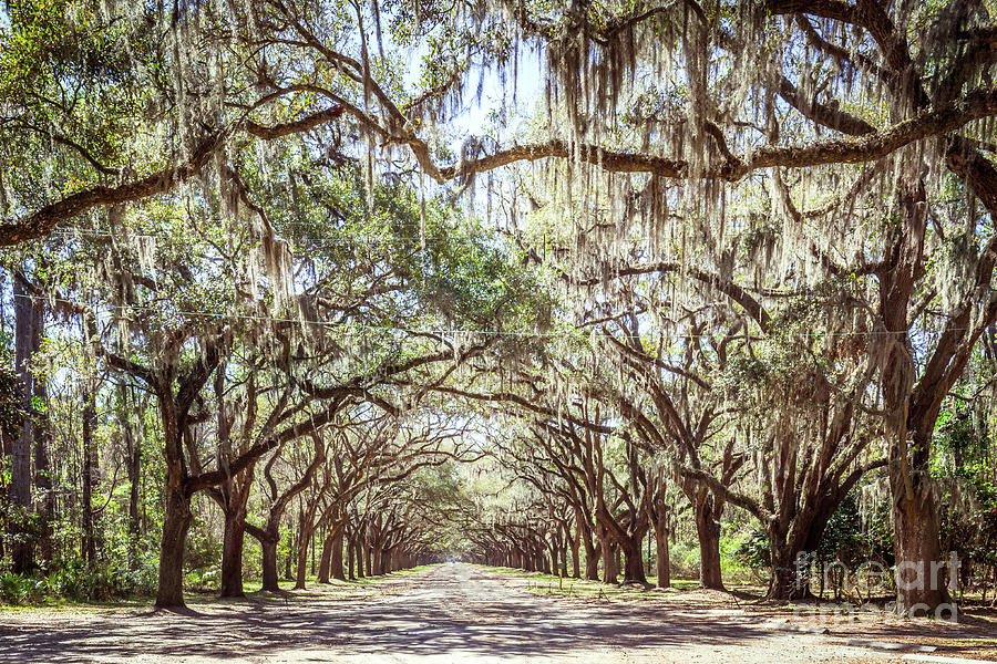 Oak Lined Road Photograph By Joan Mccool 