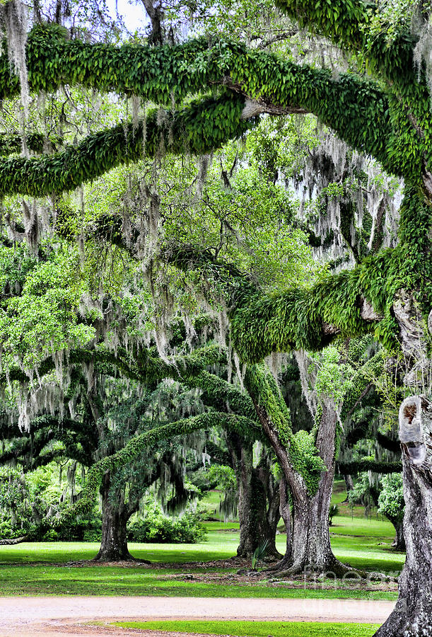 Oak Moss Trees  Photograph by Chuck Kuhn