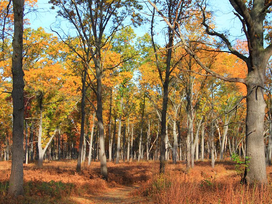 Oak Openings Park In Fall Photograph by Dan Sproul