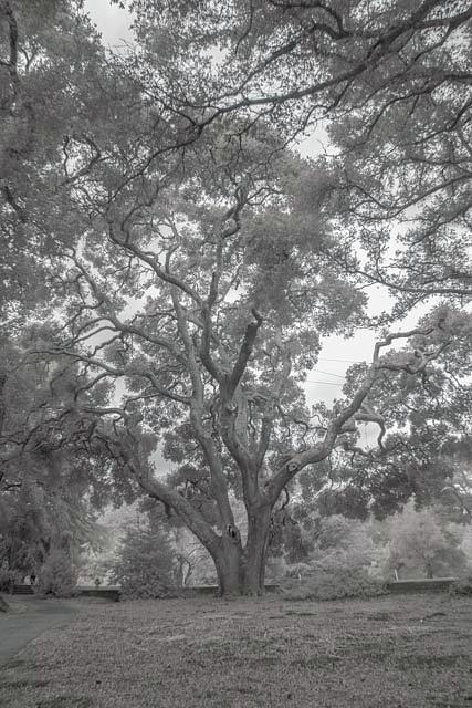 Filoli Oak  Photograph by Patricia Dennis