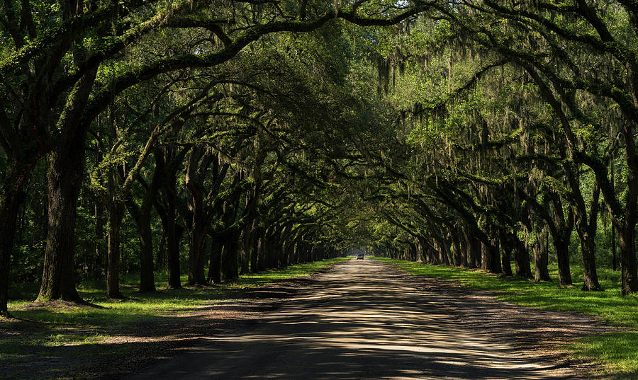 Oak Road Photograph by Adam Massingale - Fine Art America