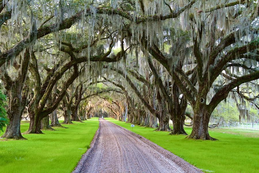 Oaks Road Photograph By Richard Winley - Fine Art America