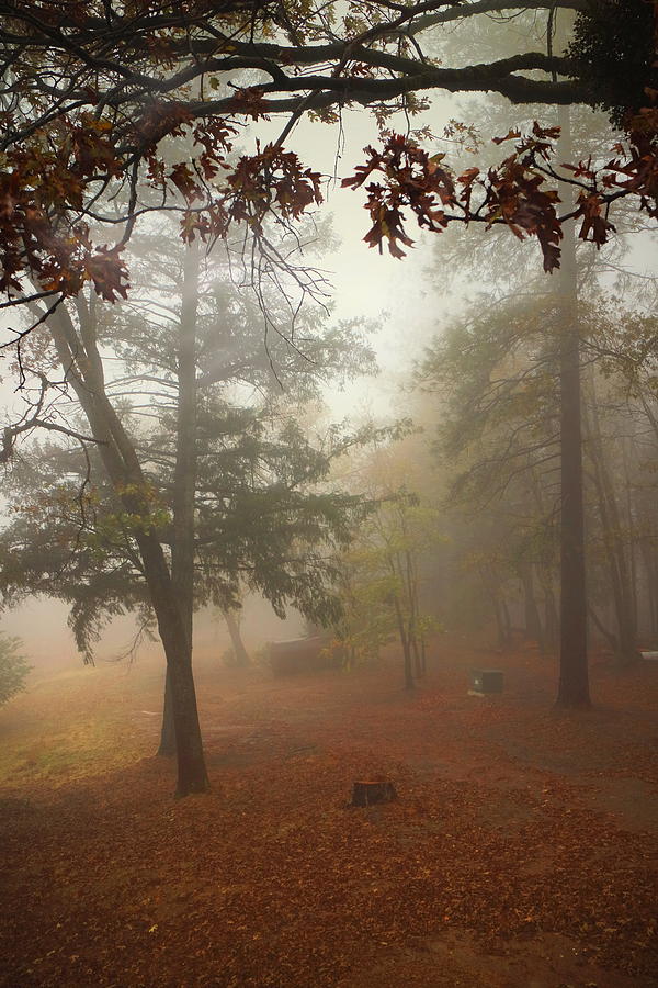 Oak Run Morning Fog Photograph by Joyce Dickens