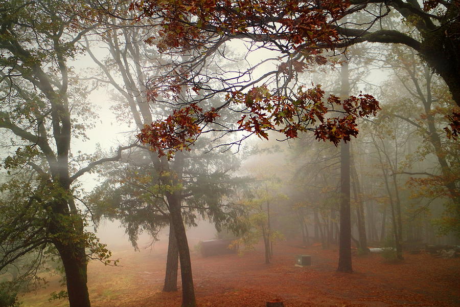 Oak Run Morning Fog Two Photograph by Joyce Dickens