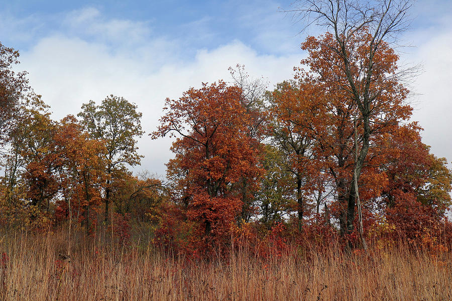 Oak Savanna in Fall Colors Photograph by Scott Kingery