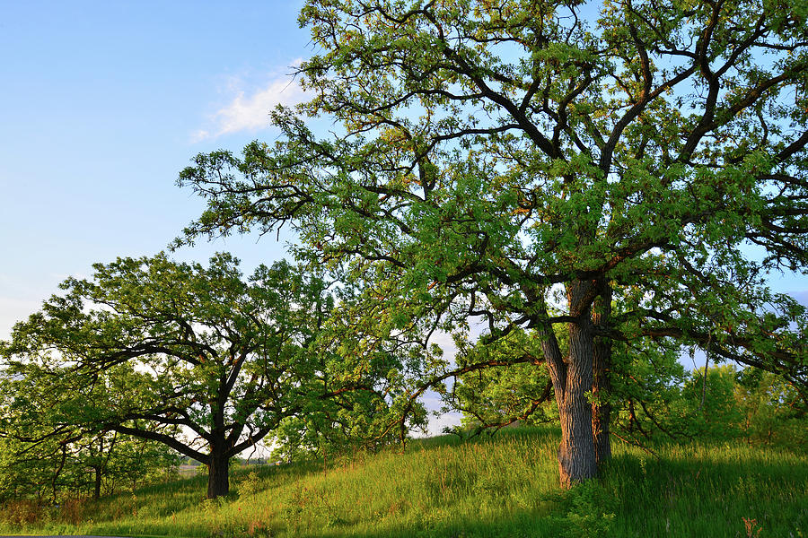 Oak Savanna in Glacial Park Photograph by Ray Mathis