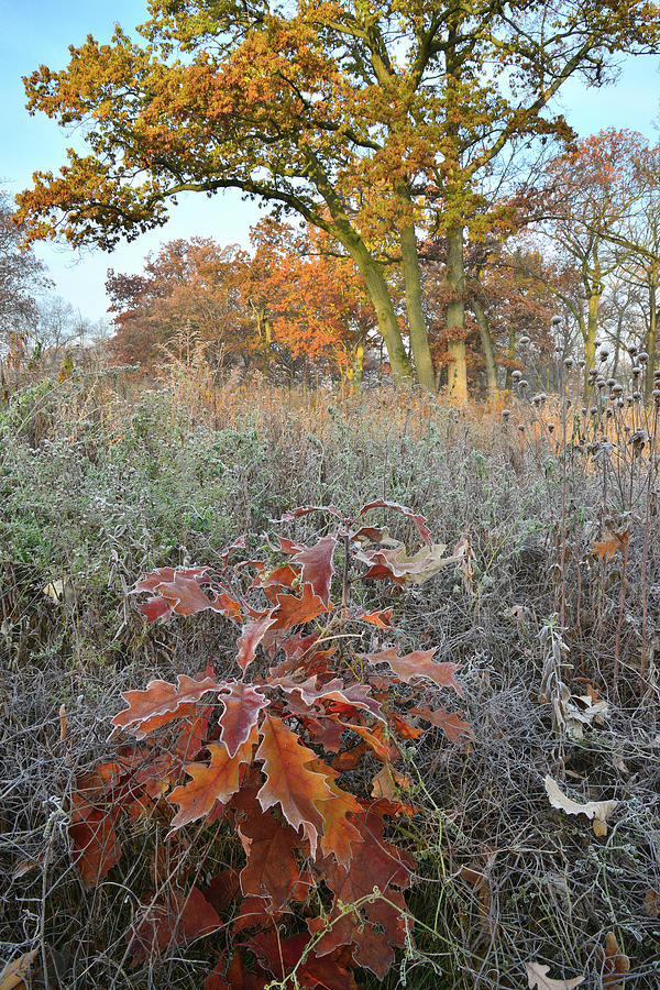 Oak Savannah in Hackmatack National Wildlife Refuge Photograph by Ray Mathis