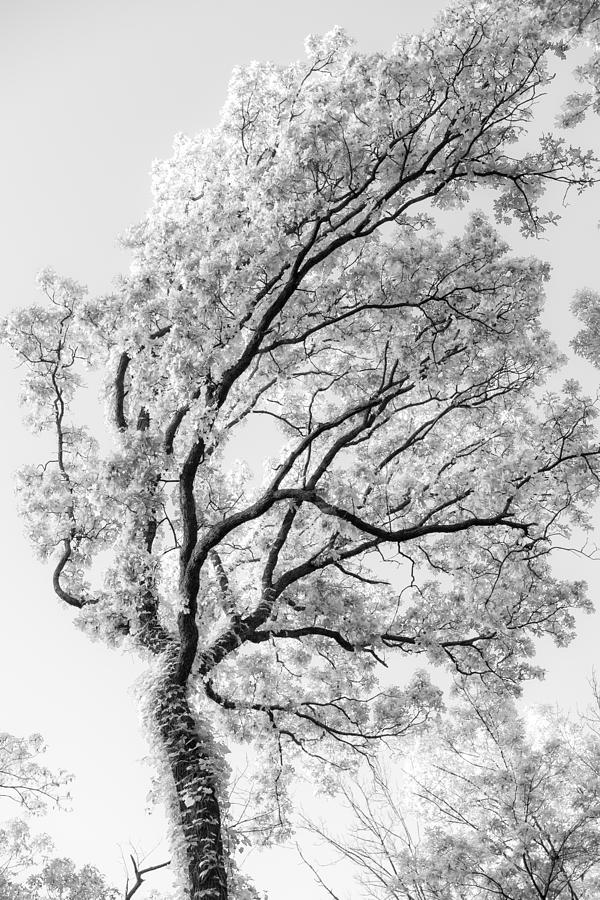 Oak Photograph by Scott Rackers
