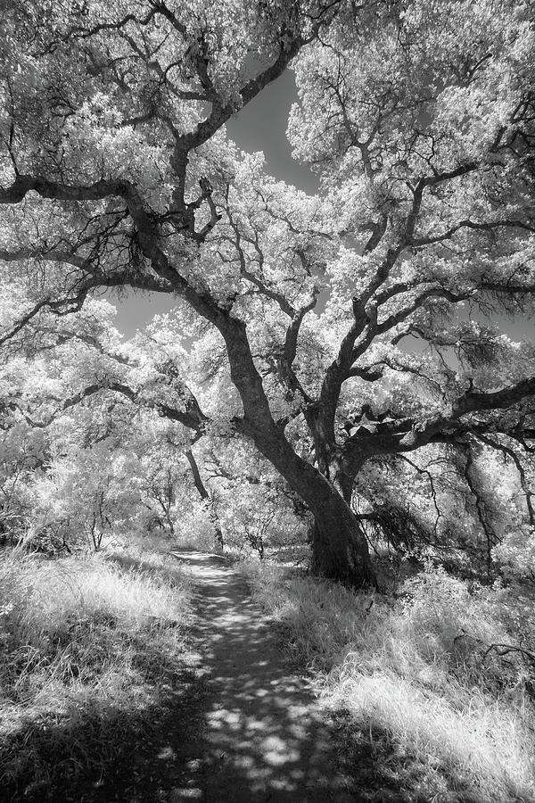 Oak Shaded Trail Photograph by Alexander Kunz