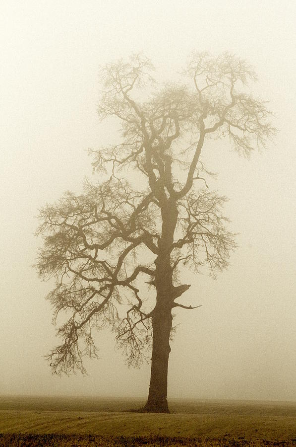Oak Silhouette Sepia Photograph by Tammy Hankins
