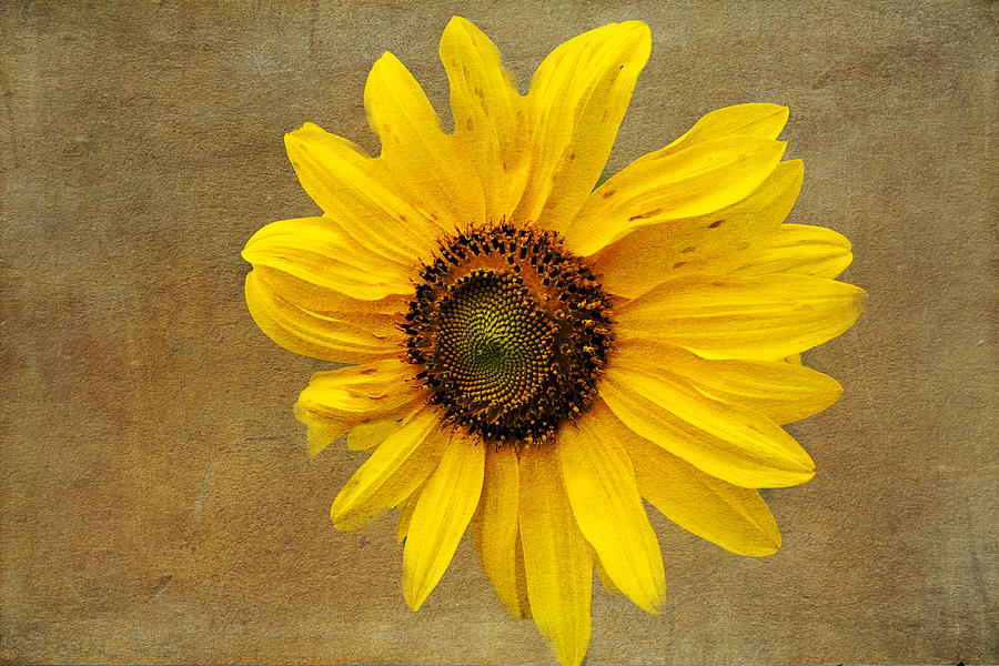 Oak Street Sunflower Photograph by Tom Singleton