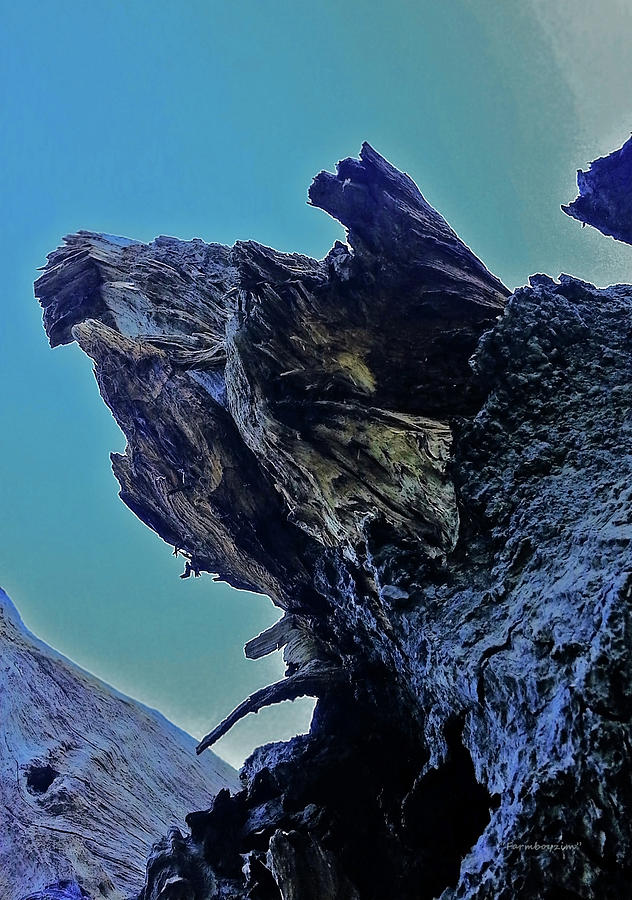 Oak Stump Photograph by Harold Zimmer