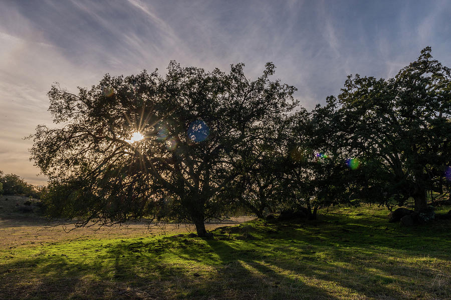 Oak Sunburst Photograph by TM Schultze