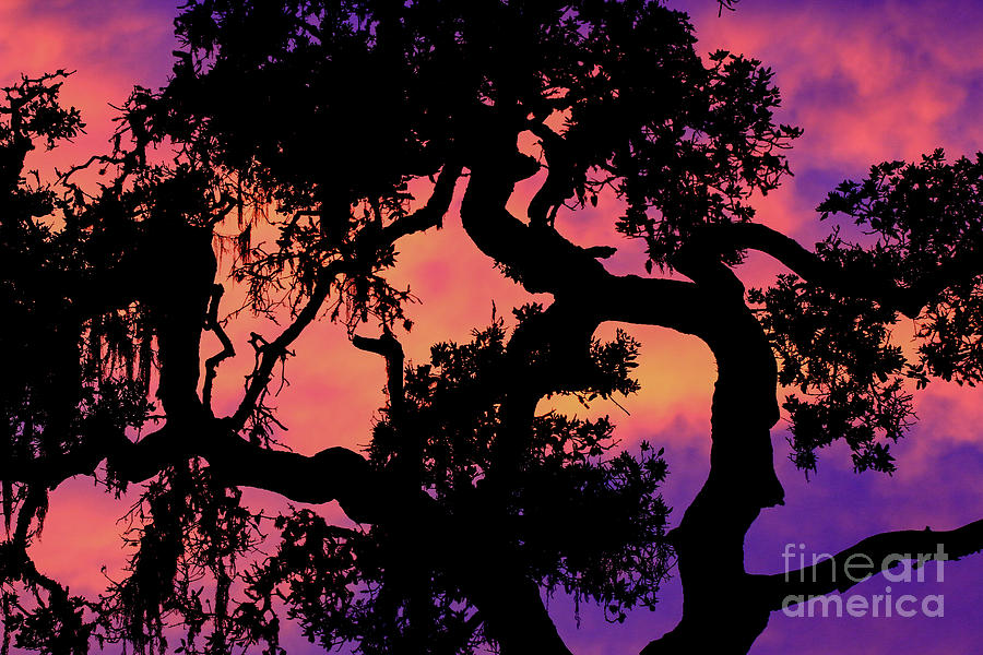 Oak Sunset 2 Photograph by Craig Corwin