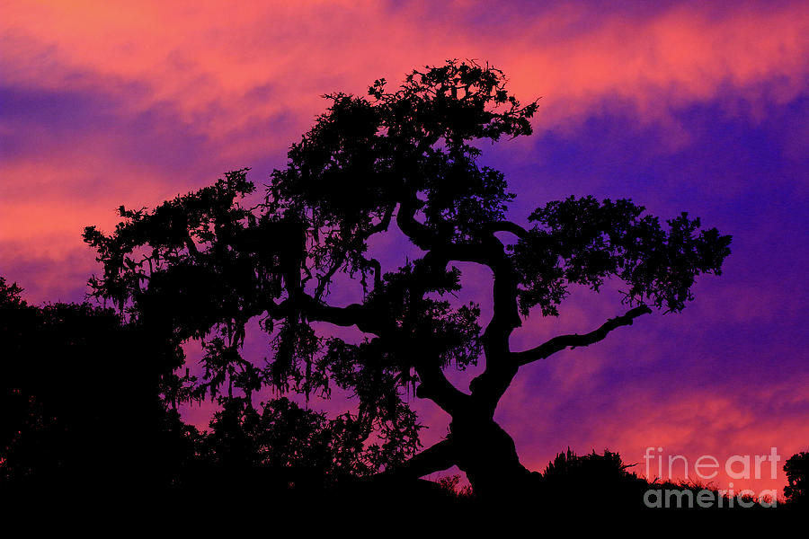 Oak Sunset Photograph by Craig Corwin