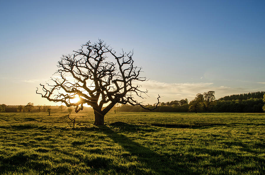 Oak Sunset Photograph by Mathew Harrison - Fine Art America