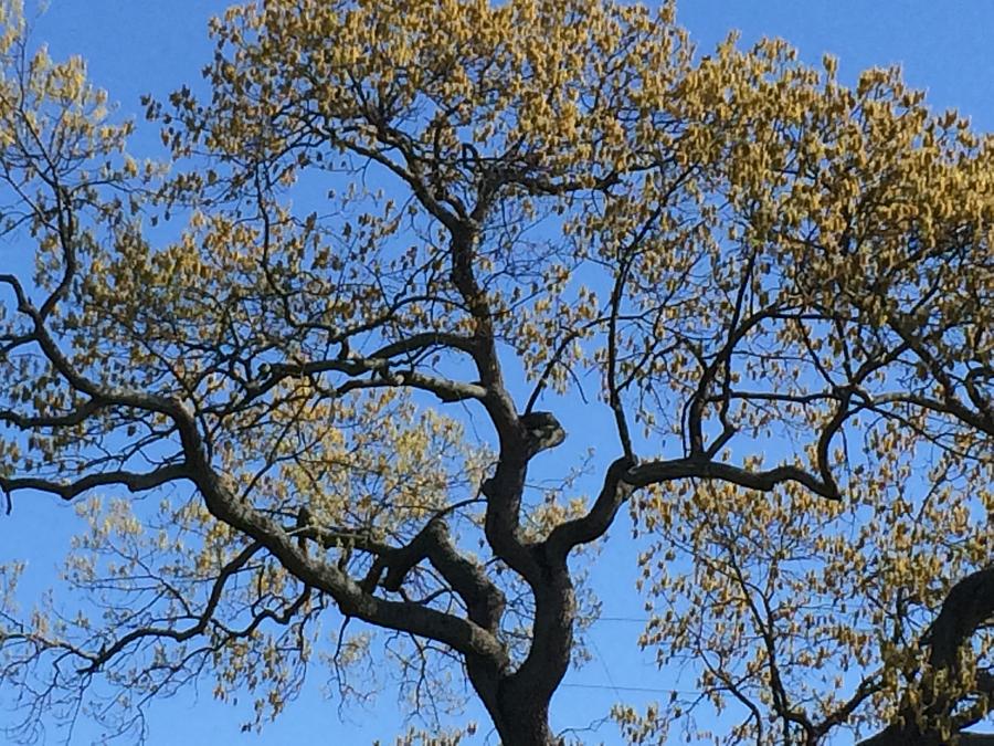 Oak Tree 2 Photograph by Paula Laschenski SNDdeN - Fine Art America