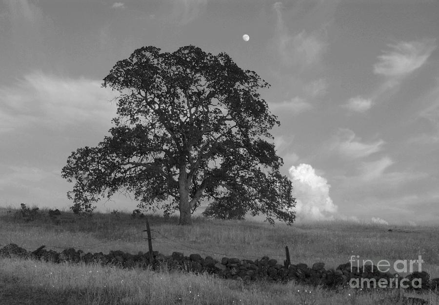 Oak Tree 2 Photograph by Richard Verkuyl