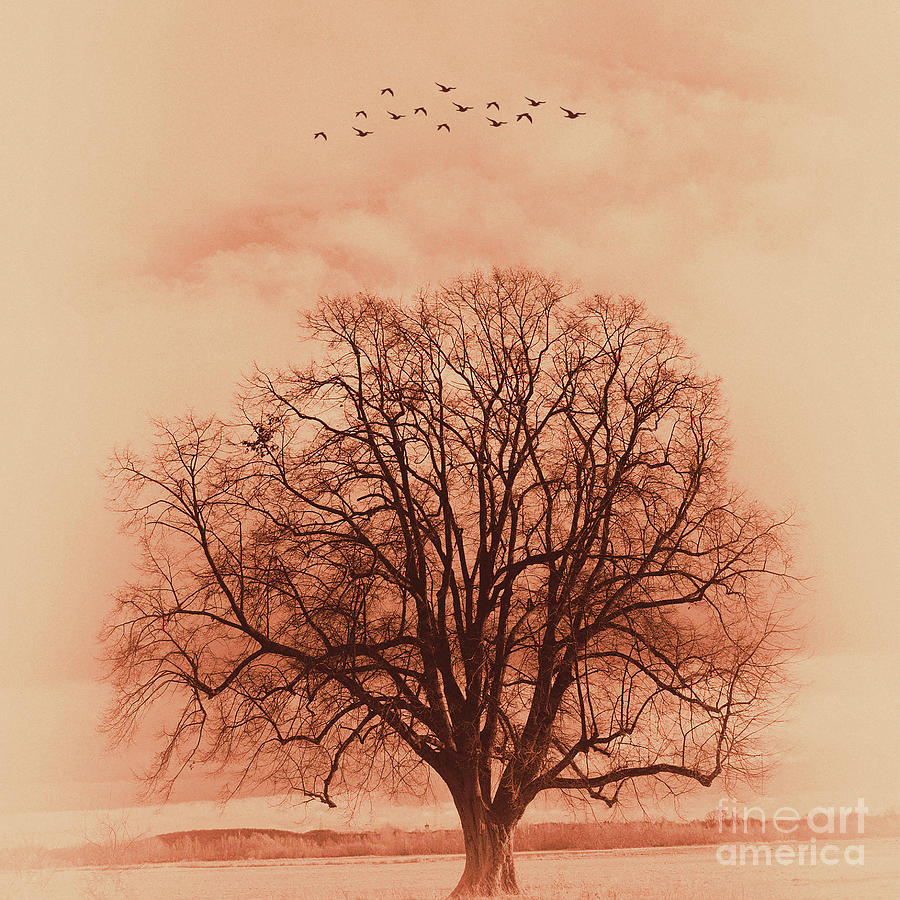 Oak tree alone  Painting by Gull G