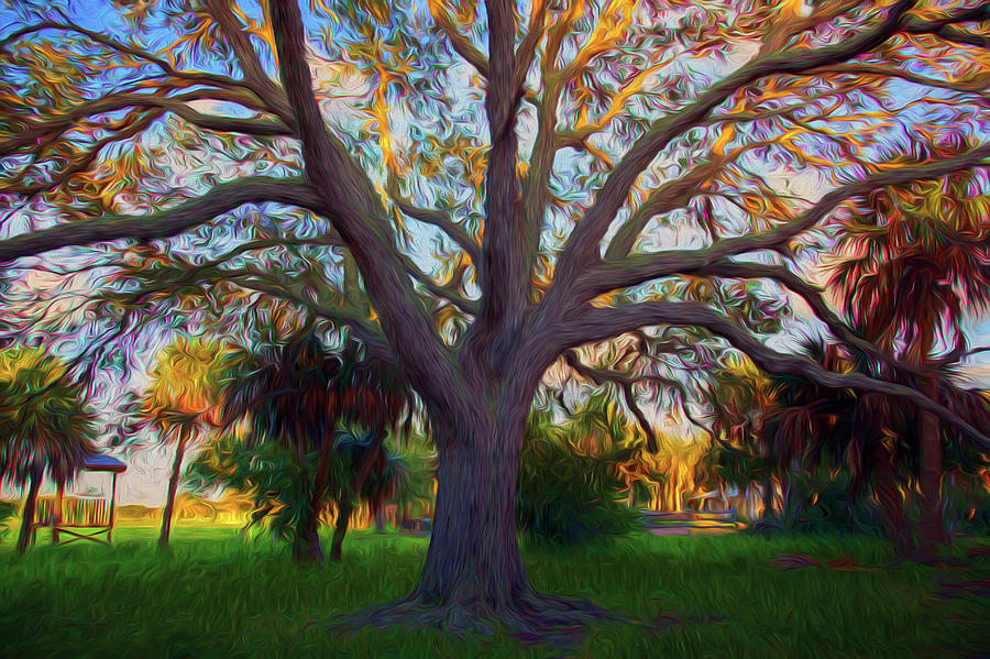 Oak Tree Photograph