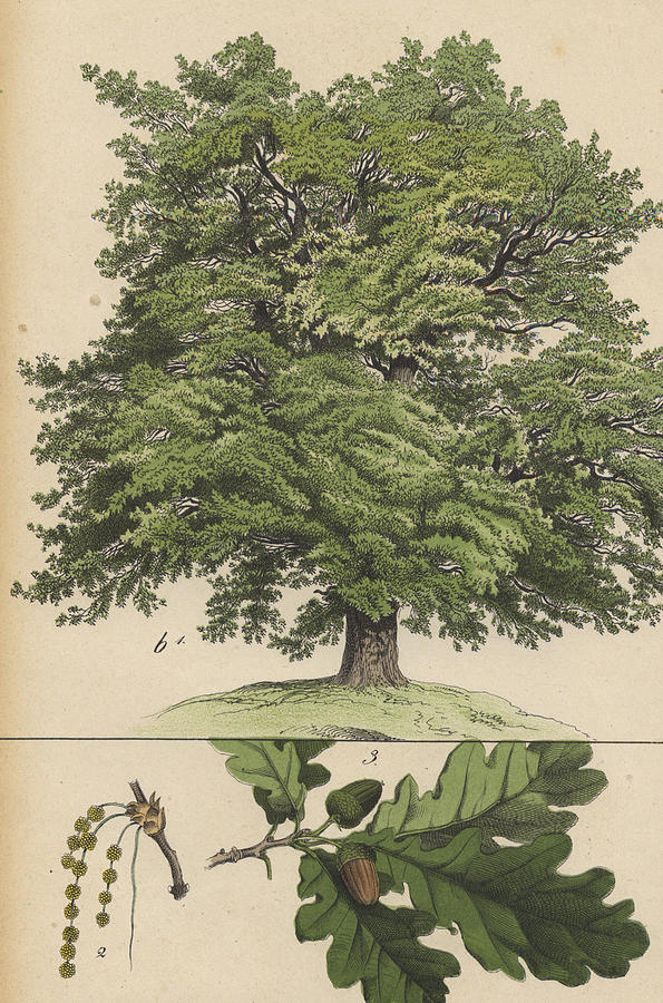 oak sapling acorn drawing